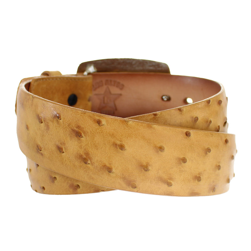 C11A0354-AMBER-OSTRICH